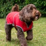 Ancol Storm guard Dog Coat – Walk in All Weathers (S/M, 30cm) - Image 2